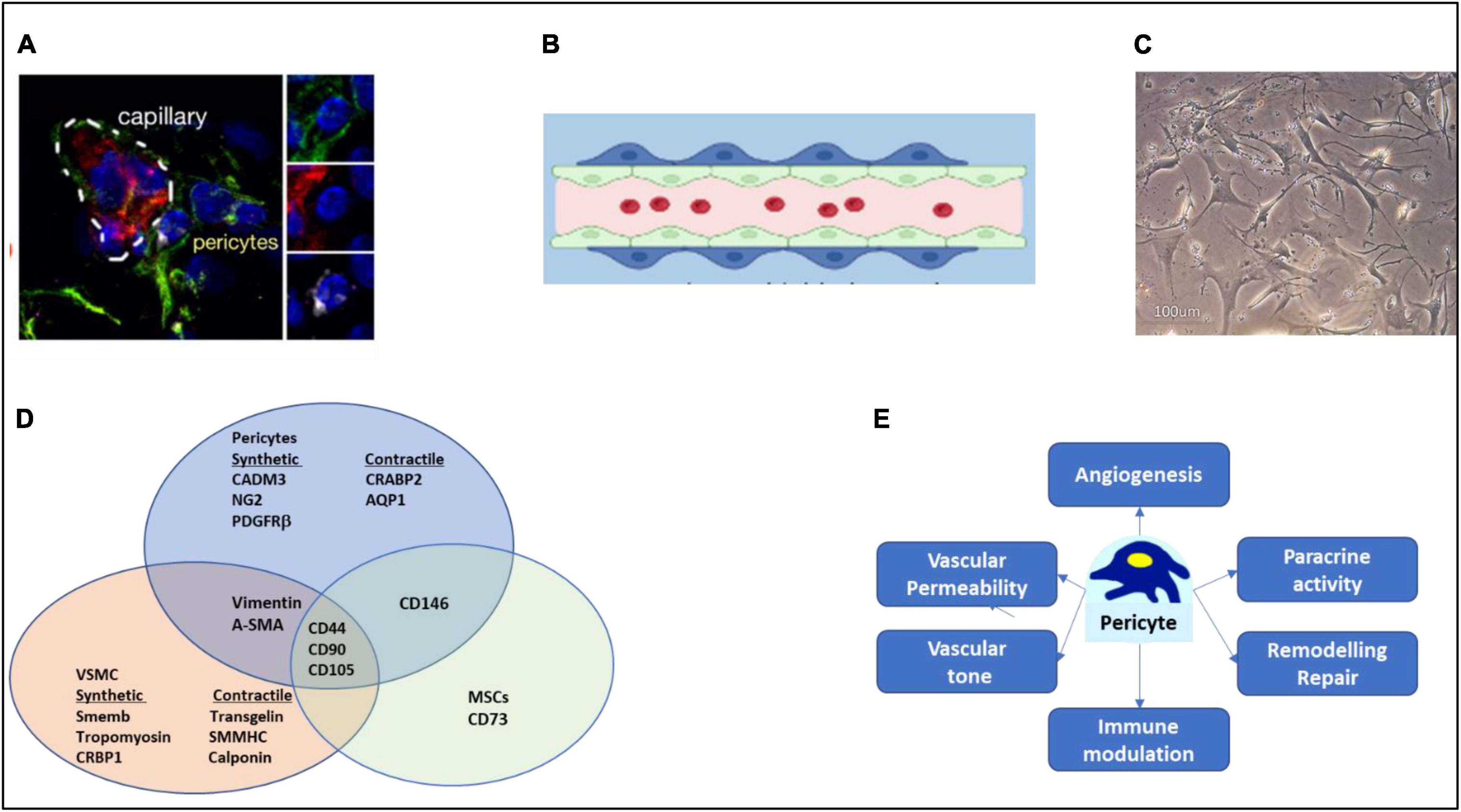 Approaches for the isolation and long-term expansion of pericytes from human and animal tissues